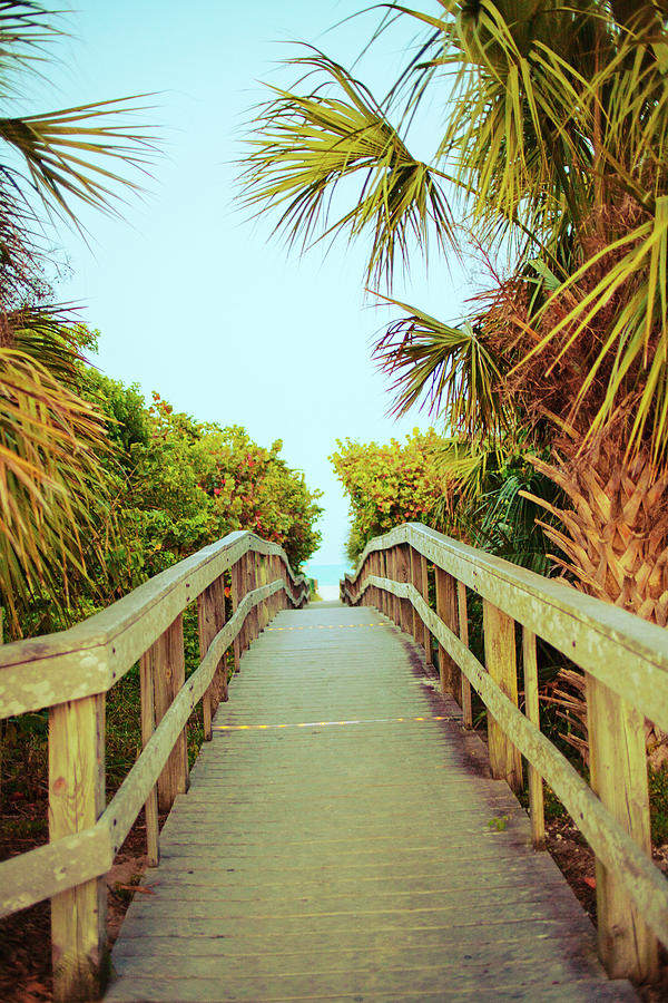 Palm Walkway I Photograph by Susan Bryant - Fine Art America