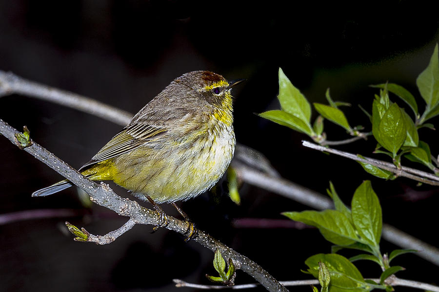 Palm Warbler Photograph by Jack R Perry