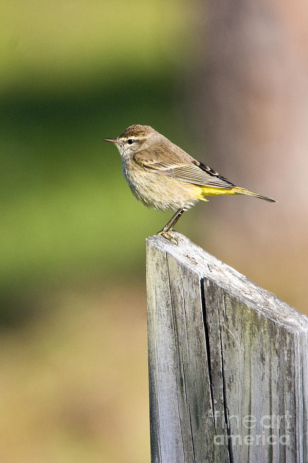 Palm Warbler Photograph by John Greco