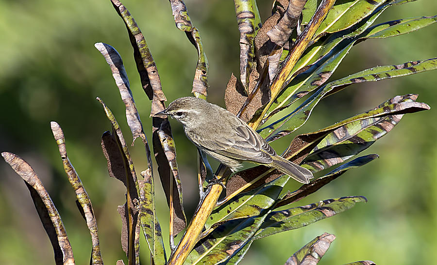 Palm Warbler Photograph by Kenneth Albin