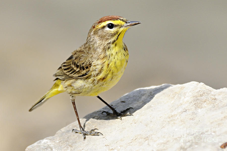 Palm Warbler Photograph by Larry Ricker