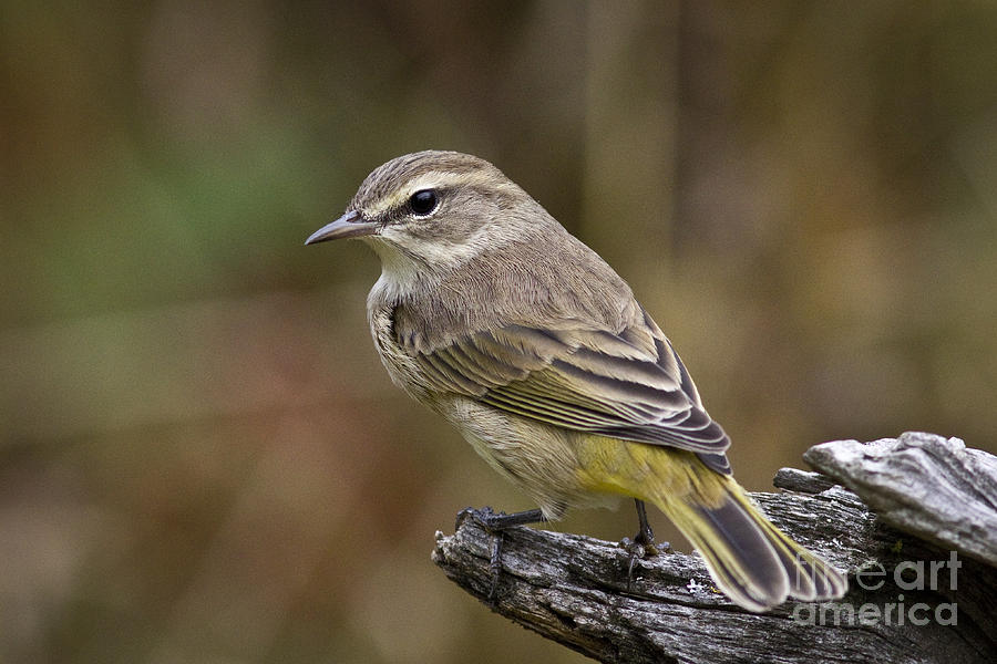 Fall Photograph - Palm Warbler by Linda Freshwaters Arndt