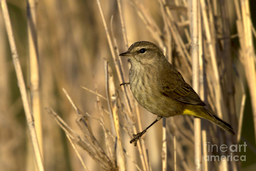 Palm Warbler Photograph by Meg Rousher