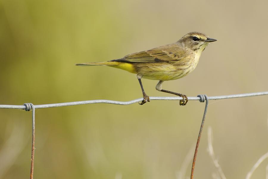 Palm Warbler on a ranch fence Photograph by Bradford Martin