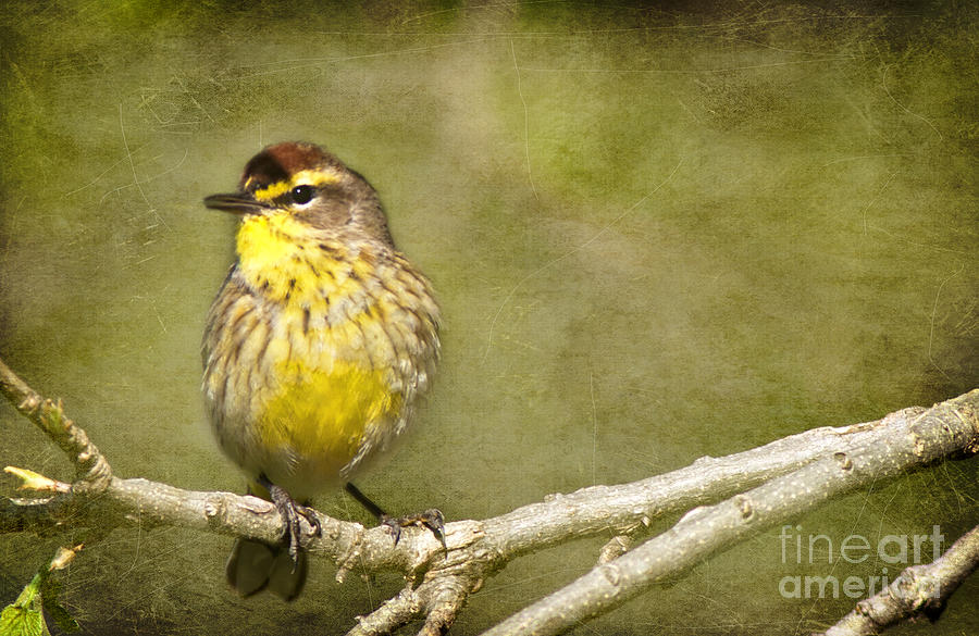 Palm Warbler Photograph by Pam  Holdsworth