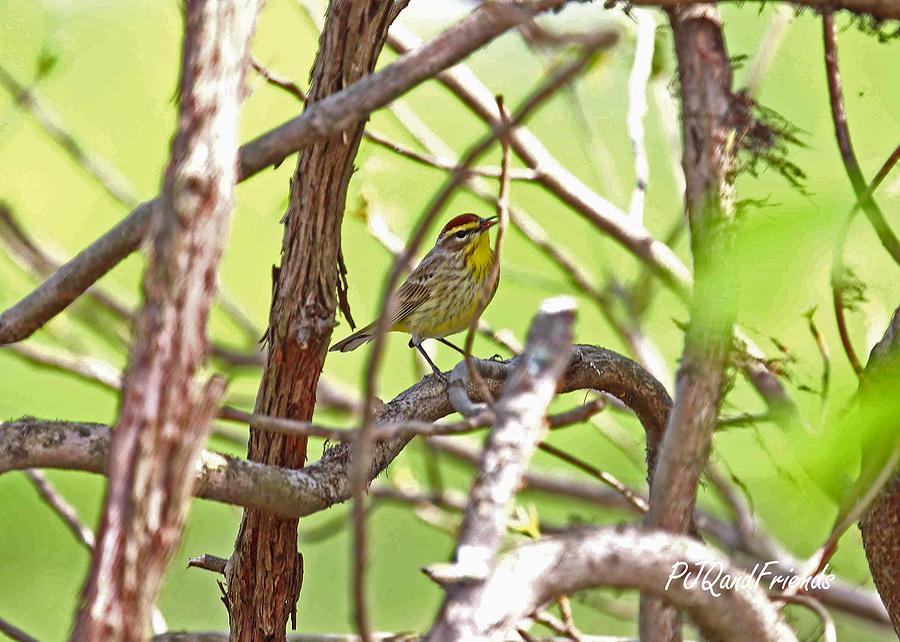 Palm Warbler Photograph by PJQandFriends Photography