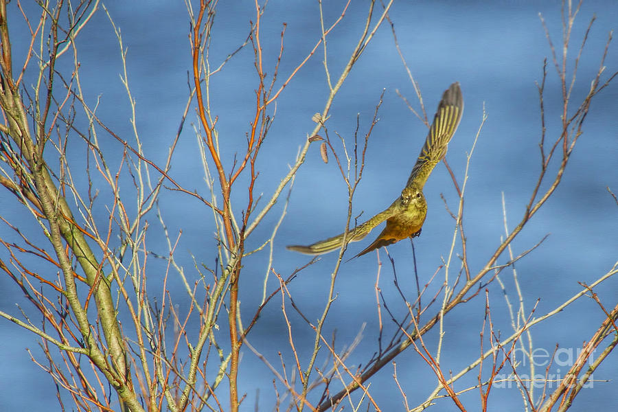 Wildlife Photograph - Palm Warbler takes flight by Barbara Bowen