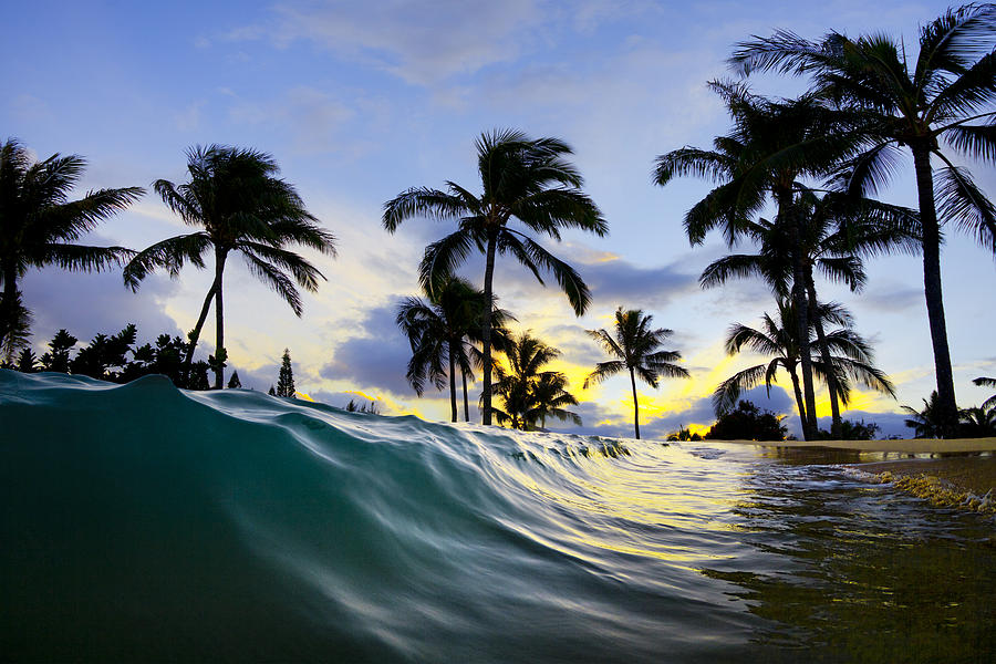 palm tree ocean waves pictures