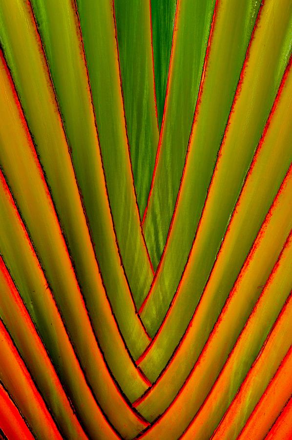 Palm Weave Fine Photograph by Jeremy Hall