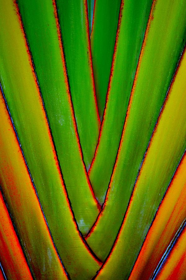 Palm Weave Grande Photograph by Jeremy Hall