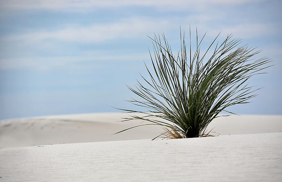 Palm White Sands Monument Photograph by Mscott-photography