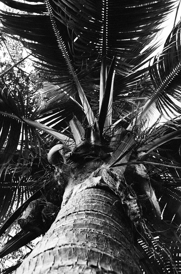 Palm Photograph by William Wetmore