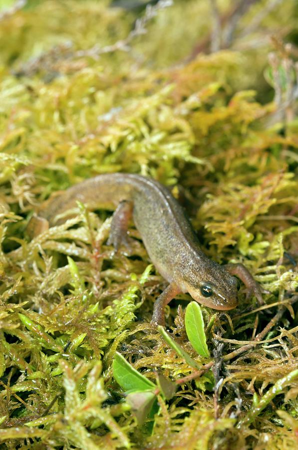 Spring Photograph - Palmate Newt by Duncan Shaw/science Photo Library