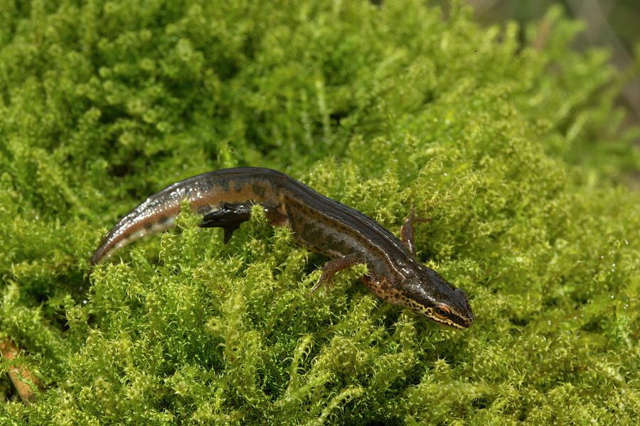 Palmate Newt Foraging On Moss Photograph by Simon Booth/science Photo Library