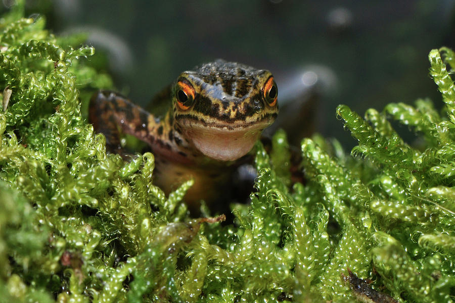 Palmate Newt Photograph by Robert Trevis-smith