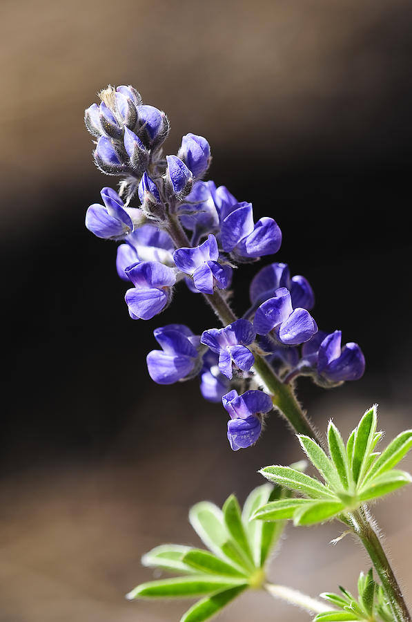 Blooming Photograph - Palmer Lupine by Don and Bonnie Fink Blooming Photograph - Palmer Lupine by Don and Bonnie Fink