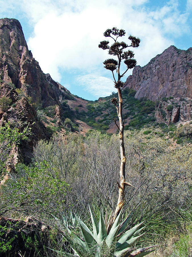 Palmers Century Plant along Window Trail in Big Bend National Park-Texas     Photograph by Ruth Hager