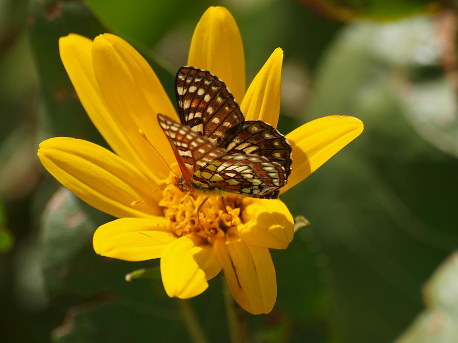 Palmers Metalmark Butterfly Photograph by Jenessa Rahn