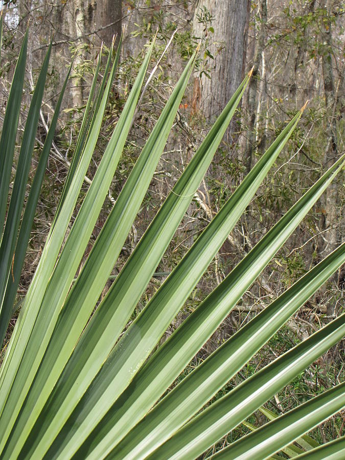 Palmetto Photograph by Beth Vincent