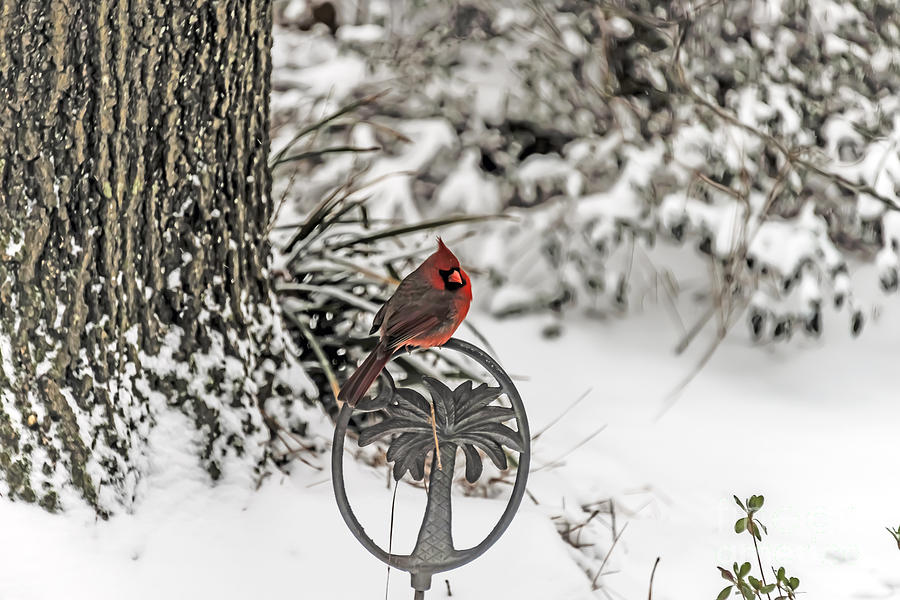 Nature Photograph - Palmetto Cardinal by Elvis Vaughn