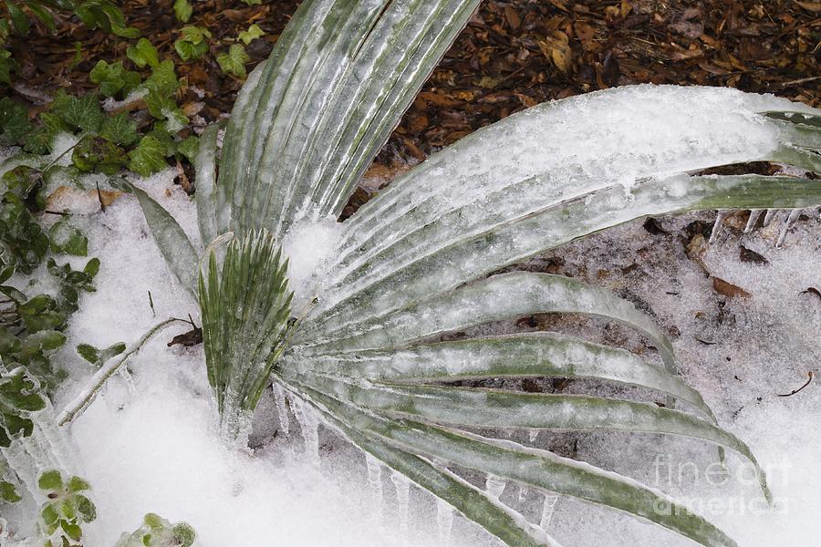 Palmetto on Ice Photograph by MM Anderson