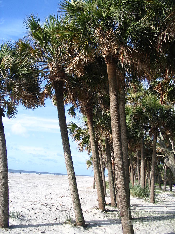 Palmetto Palms Of South Carolina Photograph by Paddy Shaffer