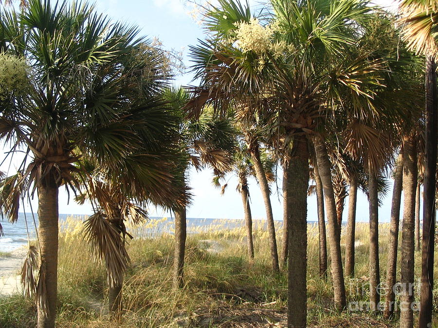 Palmetto Palms On The Atlantic Photograph by Paddy Shaffer