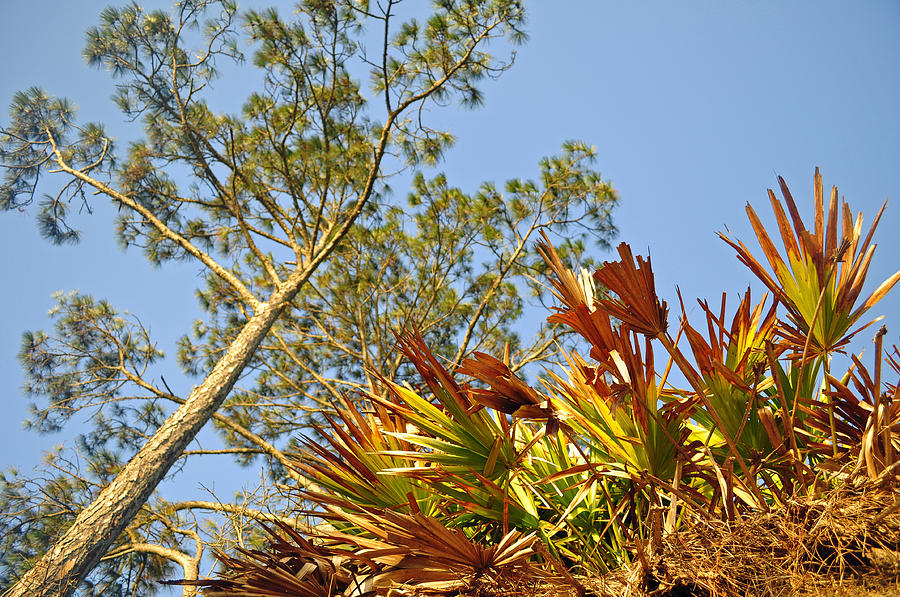 Palmettos and a Pine Tree Looking Skyward Photograph by Bruce Gourley