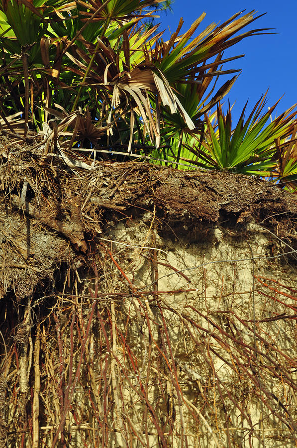 Palmettos and Roots on the Beach of Jekyll Island State Park Photograph by Bruce Gourley