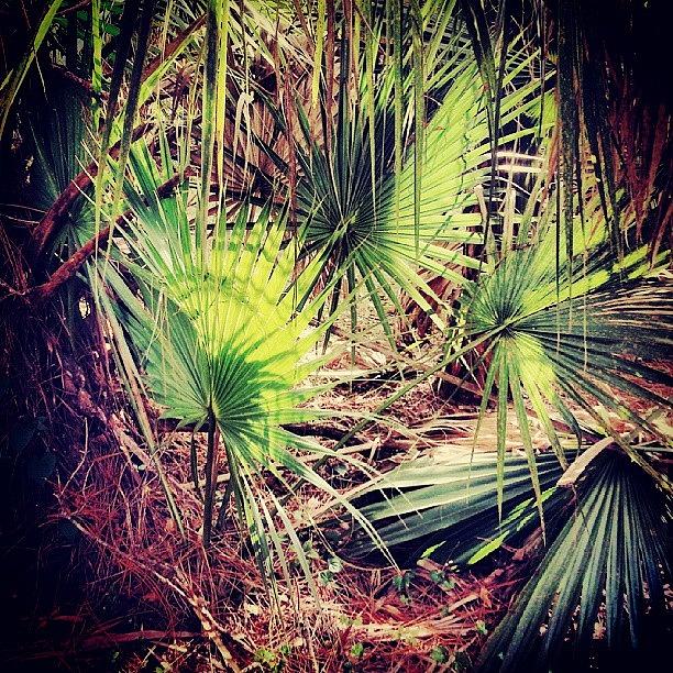 Summer Photograph - Palmettos Love The Soft Light Of #pine by Lydia Gottardi