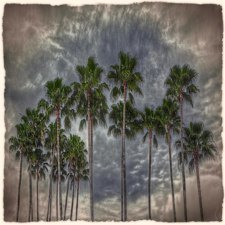 Palms 3 Photograph by Jerry Golab