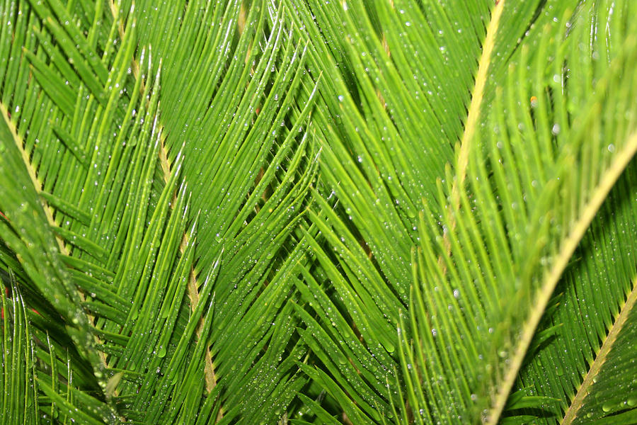 Palms After the Rain Photograph by Marian Lonzetta
