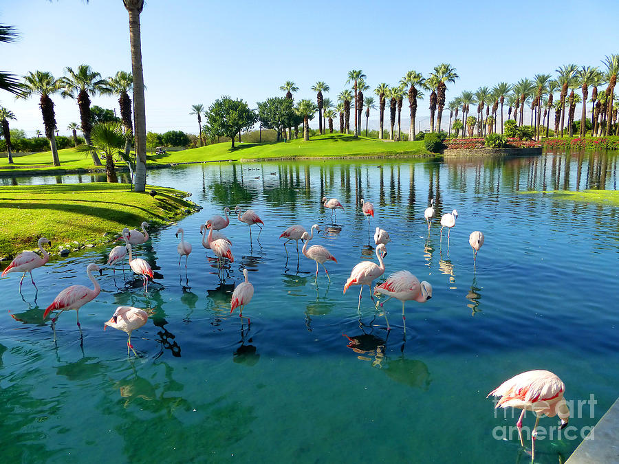 Palms And Flamingos Photograph