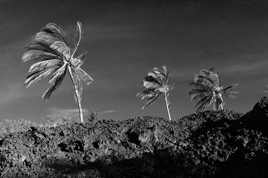 Palms and Lava Photograph by Mary Haber