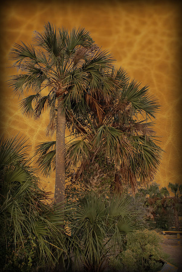 Palms And Leather Photograph By Rick Wilkerson Pixels 8242