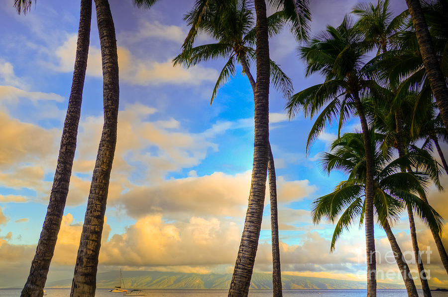 Palms and Molokai  Photograph by Kelly Wade