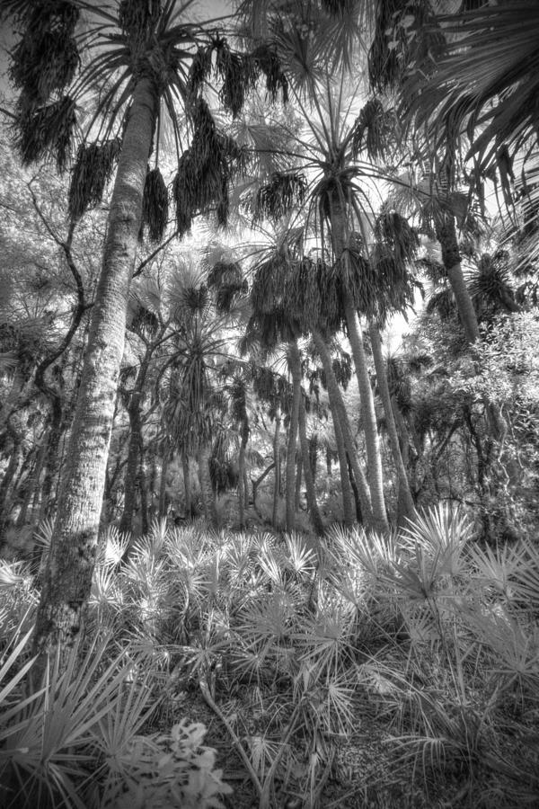Palms And Palms Photograph