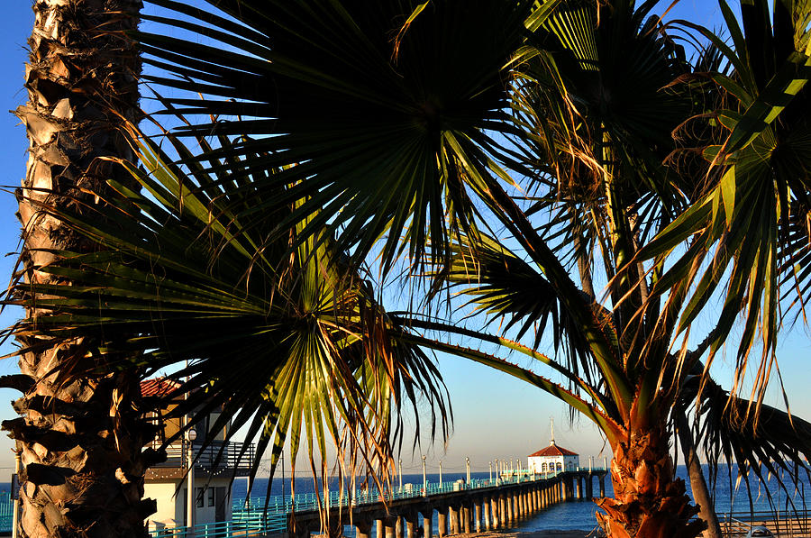 Palms and Pier Photograph by Diane Lent
