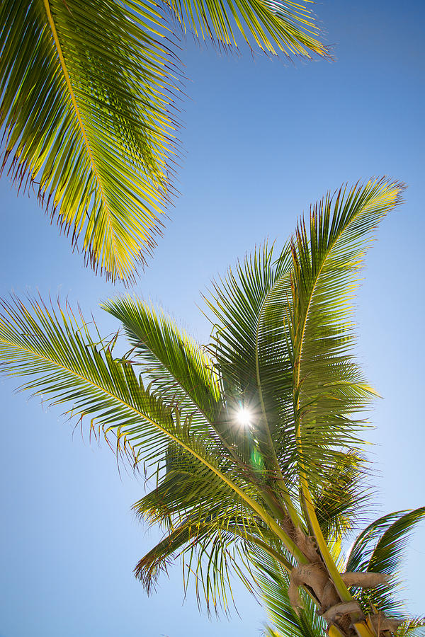 Palms And Sunstar Photograph by Allan Van Gasbeck