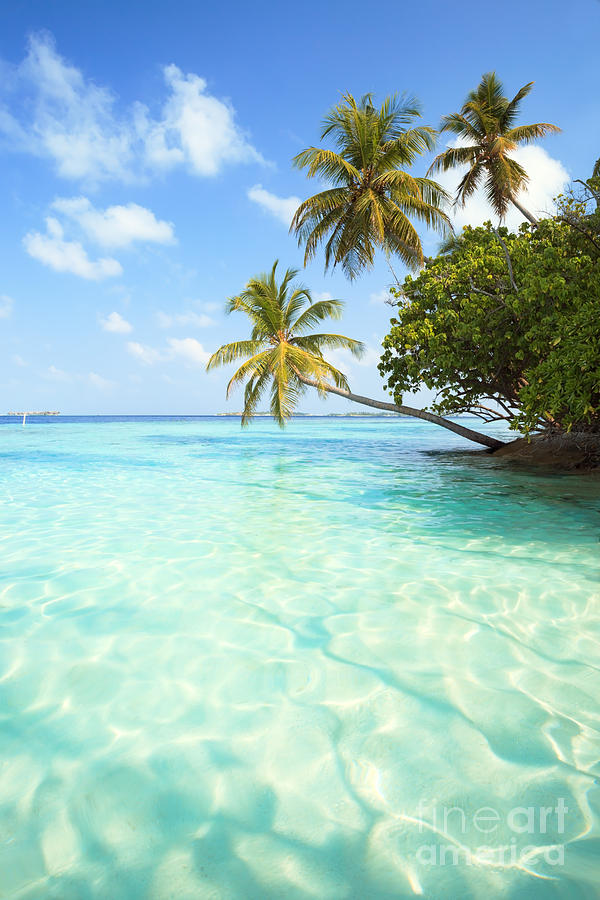 Palms and tropical sea - Maldives - Indian ocean Photograph by Matteo Colombo