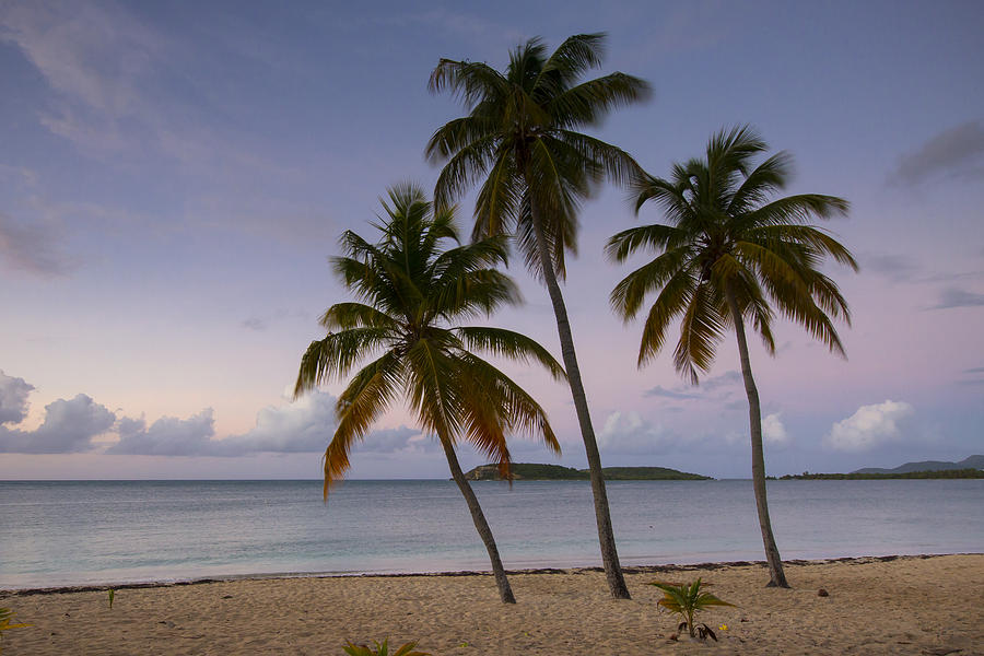 Palms at Daybreak Photograph by Patrick Downey
