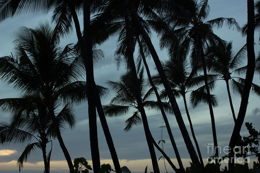 Palms at Dusk Photograph by Suzanne Luft