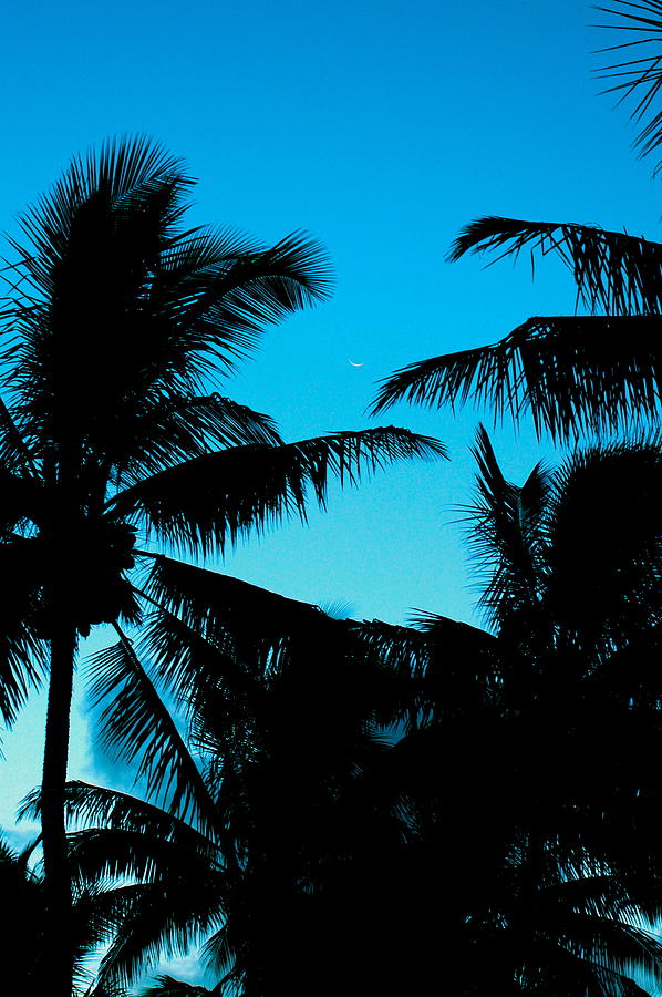 Palms in silhouette at dusk with the sliver of a rising moon Photograph by Lehua Pekelo-Stearns