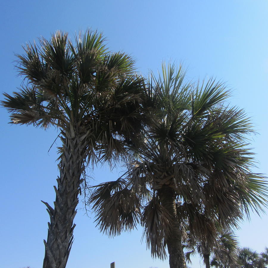 Beach Photograph - Palms at Fernandina 3 by Cathy Lindsey