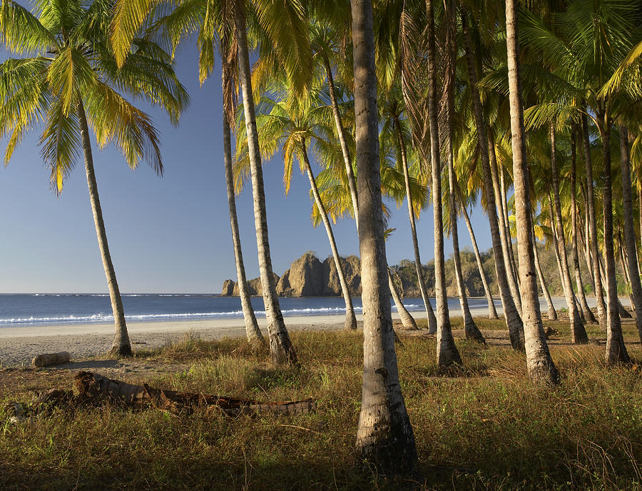 Palms At Playa Carrillo Costa Rica Photograph by Tim Fitzharris