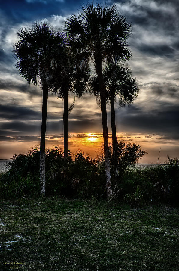 Palms at Sunet Photograph by Michael White