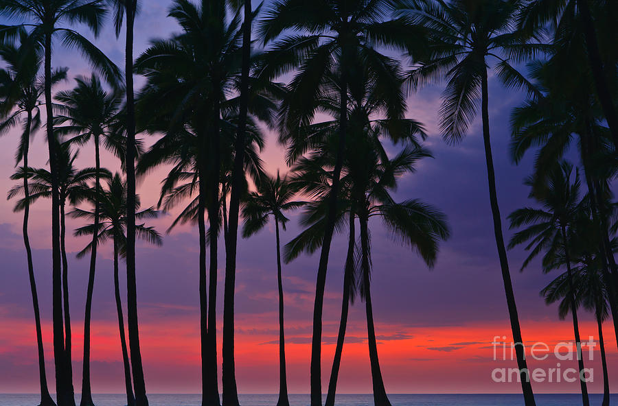 Palms at Sunset at Puuhonua o Honaunau National Historical Par Photograph by Henk Meijer Photography
