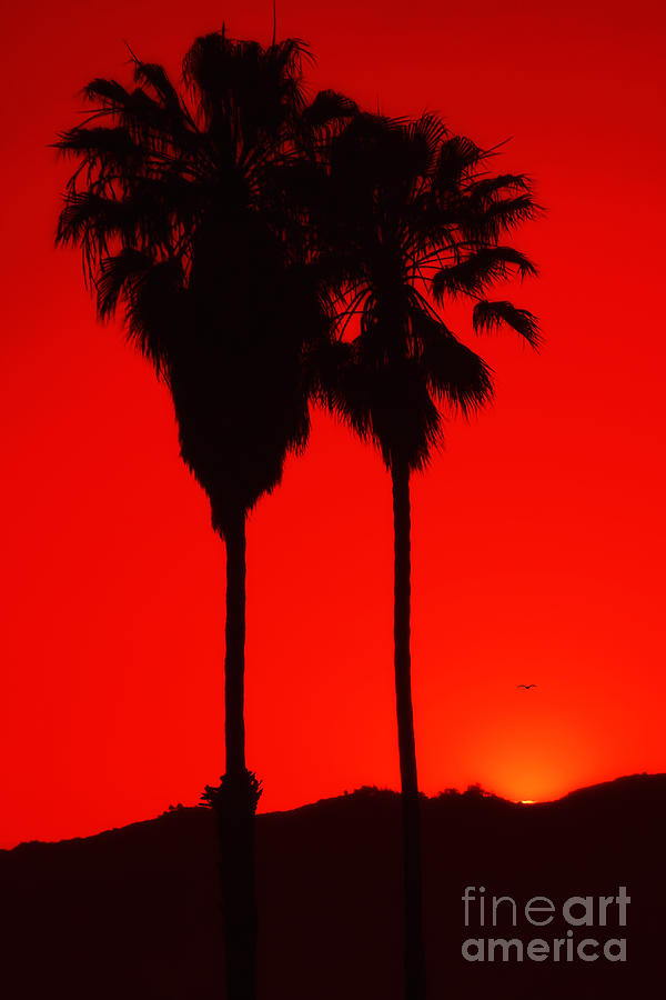 Palms At Sunset Photograph