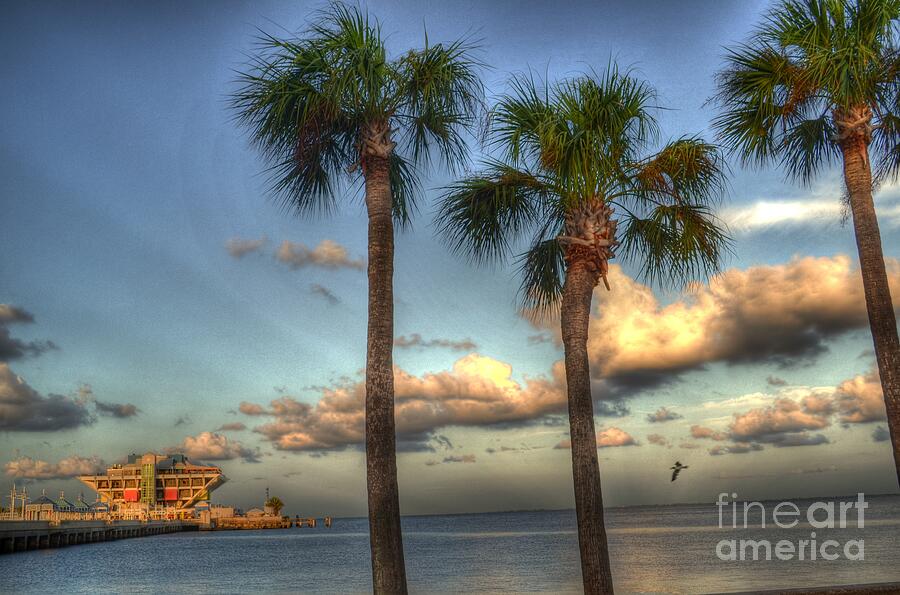 Palms at the Pier Photograph by Timothy Lowry