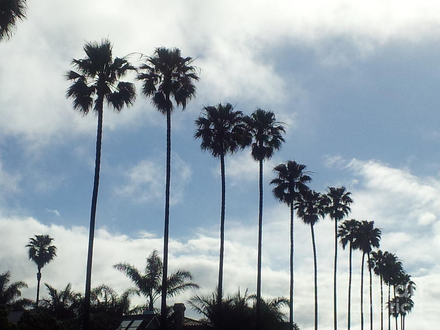 Palms Photograph by Bev Conover